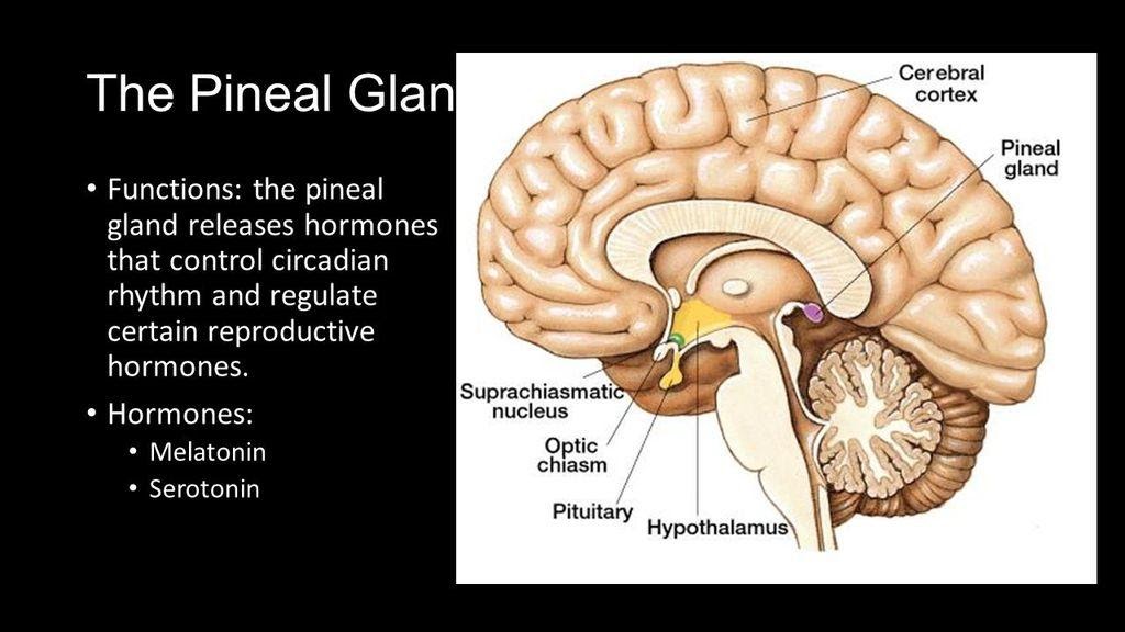 Detoxing The Pineal Gland